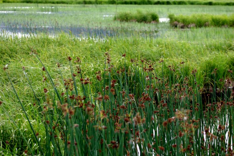 070404 Hope Hatcher Montana Creek (10082)